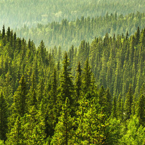 Lush green coniferous forest stretching across rolling hills, illuminated by soft sunlight, creating a serene and tranquil natural landscape.