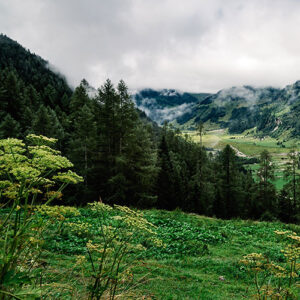 A lush green valley surrounded by towering trees and mountains, with mist hanging low and an overcast sky.